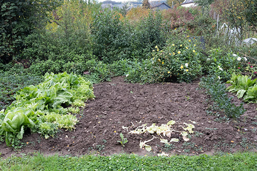 Blick auf Gemüsebeete im Spatsommer